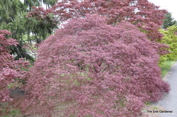 Acer palmatum dissectum 'Tamukeyama' — photo 4